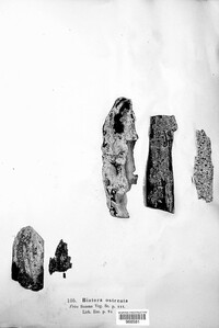 Hypocenomyce scalaris image